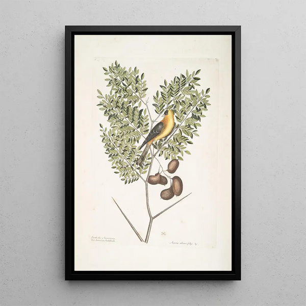 Mark Catesby - Carduelis Americanus The American Goldfinch Acacia abruoe foliis c Acacia.webp