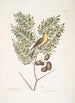 Carduelis Americanus The American goldfinch Acacia abruoe foliis c Acacia - Mark Catesby — artwork view