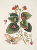 Caryophyllus spurius inodorus c Convolvulus minor Pentaphyllos c Phalna intens The Great Butterfly - Mark Catesby — artwork view