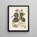 Caryophyllus spurius inodorus c Convolvulus minor Pentaphyllos c Phalna intens The Great Butterfly - Mark Catesby — framed artwork on a wall