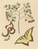 Mimosa cat claw - Mark Catesby — artwork view