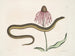 Cécilia Maculata, la serpiente de cristal, crisantemo - Mark Catesby — vista de la obra