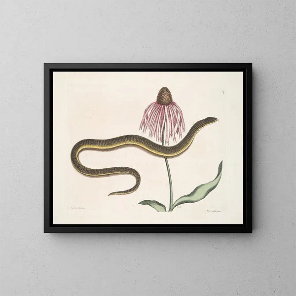 Cécilia Maculata, la serpiente de cristal, crisantemo - Mark Catesby — cuadro enmarcado en la pared