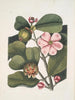 Cenchramidea Arbor saxis nascens c The Balsam Tree - Mark Catesby — artwork view