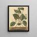 Mille-pattes Scolopendra morsitans - Mark Catesby — framed artwork on a wall