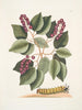 Cerasus c Pigeon Plum Eruca maxima hornuta La oruga de grandes cuernos - Mark Catesby — vista de la obra