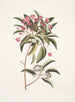 Chamdaphne foliis Tini - Mark Catesby — artwork view