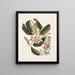 Rhododendron, chamdaphne sempervirens - Mark Catesby — framed artwork on a wall