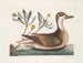 Chrysanthème y pato Ilathera - Mark Catesby — vista de la obra