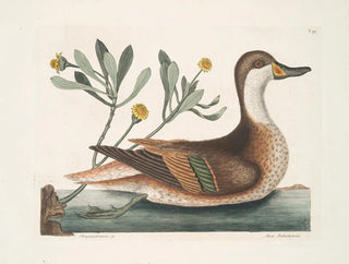 Mark Catesby - Chrysanthemum c Anas Bahamensis The Ilathera Duck.webp