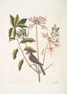 Cistus flore Periclymini El jazmín trepador erguido Parus cristatus La herrerillo crestado - Mark Catesby — vista de la obra