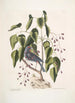 Coccothraustes purpurea Le gros-bec pourpré Toxicodendron foliis alatis c The wood poison - Mark Catesby — artwork view