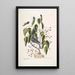 Coccothraustes purpurea Le gros-bec pourpré Toxicodendron foliis alatis c The wood poison - Mark Catesby — framed artwork on a wall