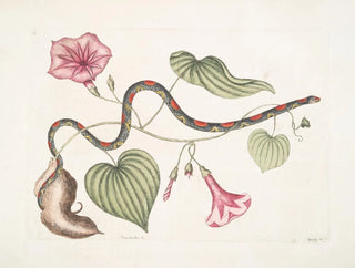 Mark Catesby - Convolvulus c The Virginian Potato Anguis c The BeadSnake.webp