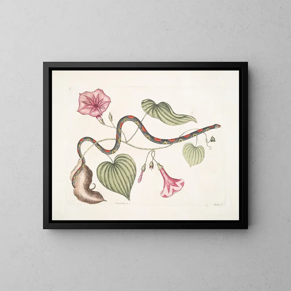 Convolvulus c. La papa de Virginia Anguis c. El serpiente de perlas - Mark Catesby — cuadro enmarcado en la pared