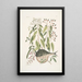 Cornus c An Phaseolus c Orbis lvis variegatus The pufferfish - Mark Catesby — framed artwork on a wall