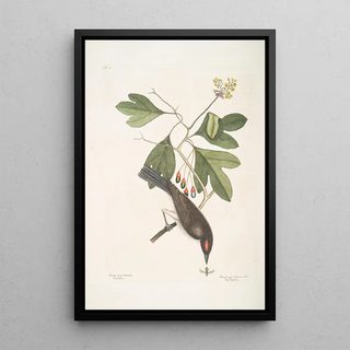 Mark Catesby - Cornus mas Odorata Sassasras Muscicapa Corona rubra TheTyrant.webp