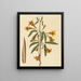 Bignonia capreolata - Mark Catesby — framed artwork on a wall