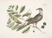 Coucou de Caroline - Mark Catesby — vista de la obra