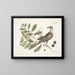 Coucou de Caroline - Mark Catesby — cuadro enmarcado en la pared