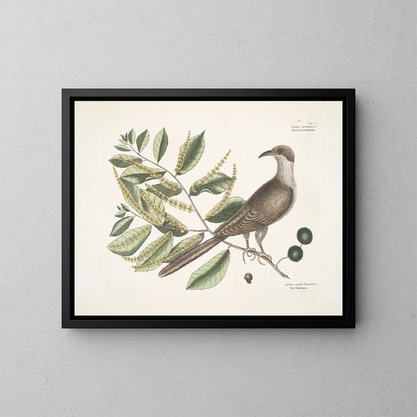 Coucou de Caroline - Mark Catesby — cuadro enmarcado en la pared