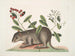 Cuniculus bahamensis, el coney de las Bahamas - Mark Catesby — vista de la obra
