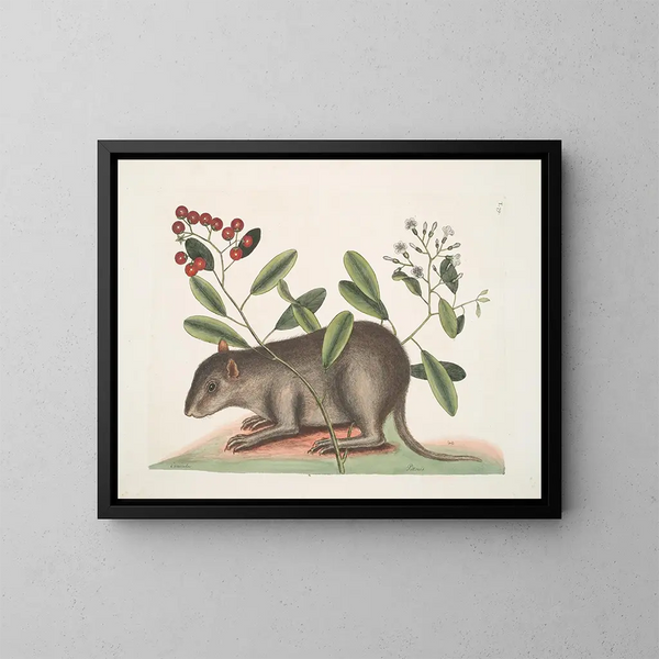 Cuniculus bahamensis, el coney de las Bahamas - Mark Catesby — cuadro enmarcado en la pared