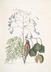 Fringilla Bahamiensis El pinzón de las Bahamas Bignonia flore coeruleo El gaïac de hojas anchas con flores azules - Mark Catesby — vista de la obra