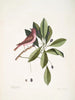 Fringilla purpurea El Jilguero púrpura Tupelo Arbor c L'arbre Tupelo - Mark Catesby — vista de la obra