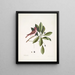 Fringilla purpurea El Jilguero púrpura Tupelo Arbor c L'arbre Tupelo - Mark Catesby — cuadro enmarcado en la pared