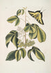 Frutex Viginianus Papilio caudatus maximus - Mark Catesby — artwork view