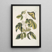 Frutex Viginianus Papilio caudatus maximus - Mark Catesby — framed artwork on a wall