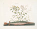 El pez espada verde - Mark Catesby — vista de la obra