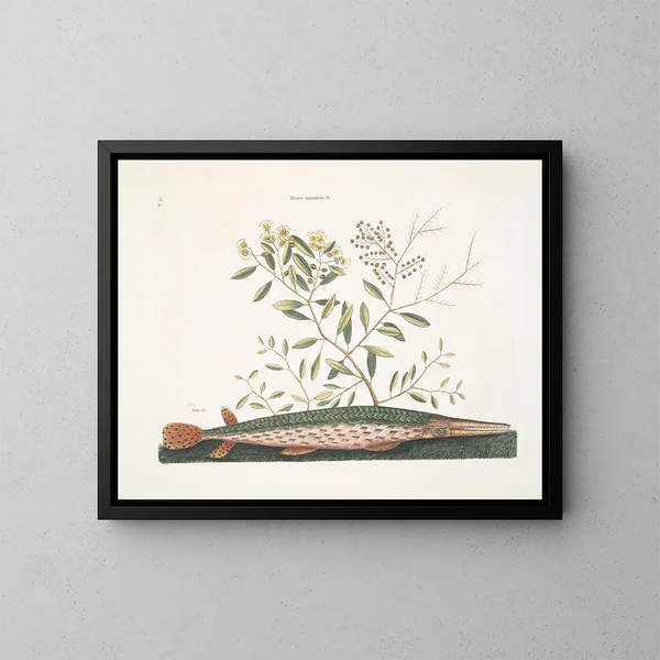 El pez espada verde - Mark Catesby — cuadro enmarcado en la pared