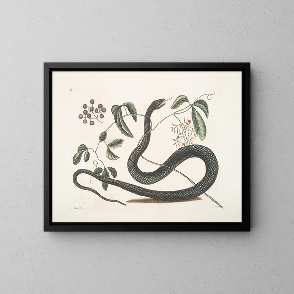 Frutex c Anguis c La Serpiente Negra - Mark Catesby — cuadro enmarcado en la pared