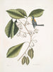 Frutex, parus fringillaris, le fringillon - Mark Catesby — artwork view