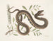 Frutex y Vipera Aquatica - Mark Catesby — vista de la obra