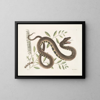 Mark Catesby - Frutex c Vipera AquaticaThe WaterViper.webp