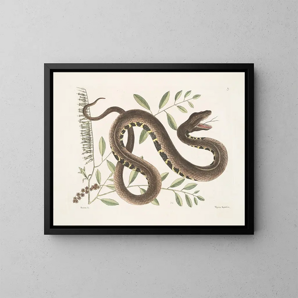 Frutex y Vipera Aquatica - Mark Catesby — cuadro enmarcado en la pared