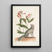 Gentiana L'œillet indien Vulpis Le renard gris - Mark Catesby — framed artwork on a wall