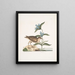 Gllinula Americana Le Soree Gentiana c - Mark Catesby — framed artwork on a wall