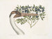 Grúa americana blanca, la grúa de corona - Mark Catesby — vista de la obra