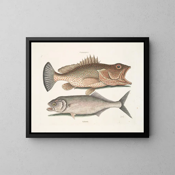 Gugupuguacu el hindú Saliatrix Skipjack - Mark Catesby — cuadro enmarcado en la pared