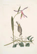 Helleborine Lily folio L'hellébore à feuilles de lys Parus Uropygeo luteo La mésange à croupion jaune Apocynum Scandens L'asclépiade - Mark Catesby — vista de la obra
