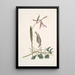 Helleborine Lily folio L'hellébore à feuilles de lys Parus Uropygeo luteo La mésange à croupion jaune Apocynum Scandens L'asclépiade - Mark Catesby — cuadro enmarcado en la pared