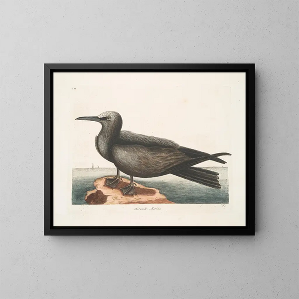 Golondrina de mar, el Noddy - Mark Catesby — cuadro enmarcado en la pared