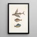 Hirundo The flying fish Perca c The steering fish Perca fluviatilis c The freshwater perch - Mark Catesby — framed artwork on a wall