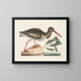 Hématopode, el pescador de ostras - Mark Catesby — cuadro enmarcado en la pared