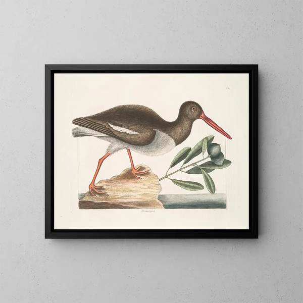 Hématopode, el pescador de ostras - Mark Catesby — cuadro enmarcado en la pared