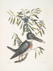 Ispida c Le Martin-pêcheur Myrtus c Le myrte à feuilles étroites - Mark Catesby — vista de la obra